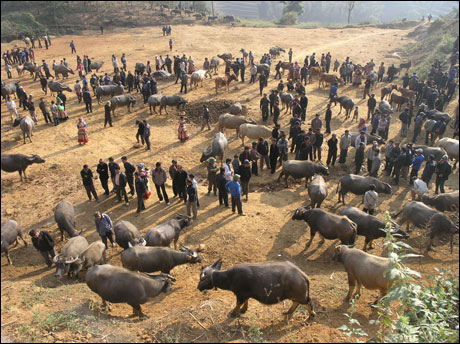 Chợ gia súc tại Bắc Hà - Lào Cai trở nên nhộn nhịp hơn là một phần nhờ sự đầu tư con giống giúp người dân phát triển chăn nuôi