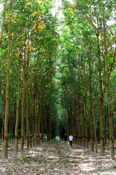 Chương trình 135 hỗ trợ người dân phát triển trồng rừng