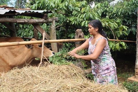 Chương trình 135 hỗ trợ con giống cho người dân phát triển chăn nuôi