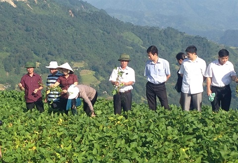Lãnh đạo tỉnh Hà Giang kiểm tra mô hình trồng cây Đậu Tương được hỗ trợ vốn từ Chương trình 135 của bà con các dân tộc tại huyện Hoàng Su Phì