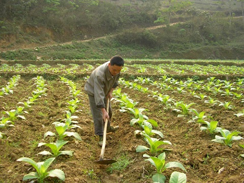 Chương trình 135 hỗ trợ người dân phát triển chăn nuôi, trồng trọt