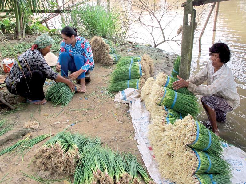Được hỗ trợ phát triển sản xuất, bà con dân tộc Khmer ở Sóc Trăng đã đầu tư trồng hành tím cho thu nhập cao. 