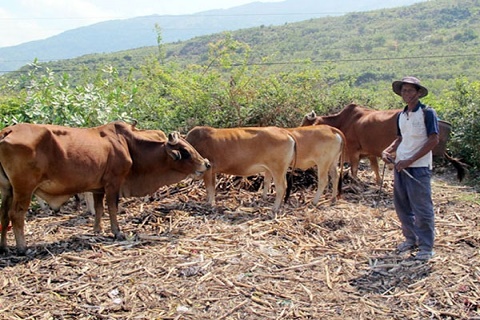 Chương trình 135 hỗ trợ bò giống để phát triển đàn và lấy sức kéo phục vụ sản xuất nông nghiệp