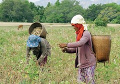 Bình Thuận chú trọng thực hiện mục tiêu giảm nghèo bền vững 