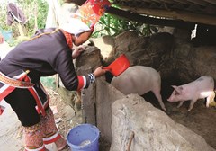Thực hiện Đề án 2085 ở vùng DTTS tỉnh Quảng Ninh: Niềm vui đến với đồng bào DTTS nghèo 