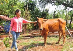 Nuôi dê, nuôi bò giúp dân vùng biên giới huyện Lộc Ninh thoát nghèo 