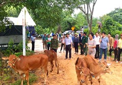 Quảng Bình: Trao 54 con bò giống cho các hộ nghèo đồng bào Vân Kiều 