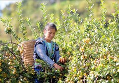 Sơn La: Trồng cây sơn tra cho hiệu quả kinh tế cao ở Bắc Yên 
