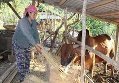 Huyện Mường Lát phát triển kinh tế - xã hội vùng đồng bào dân tộc Mông đặc biệt khó khăn 