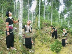 Nâng cao nhận thức về bảo vệ và phát triển rừng, gắn với công tác giảm nghèo bền vững trong vùng đồng bào dân tộc thiểu số tỉnh Nghệ An 