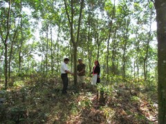 Nhiều khó khăn trong hỗ trợ đồng bào DTTS thoát nghèo từ phát triển trồng rừng 